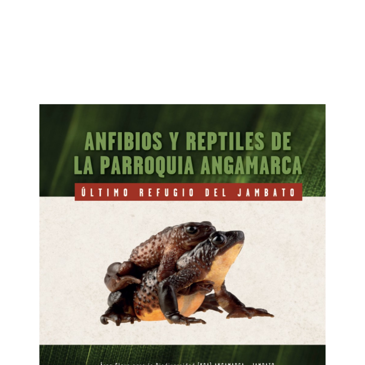 Anfibios y reptiles de la parroquia Angamarca: último refugio del jambato